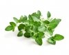 Oregano 3 kg - EQUIHERBS 
